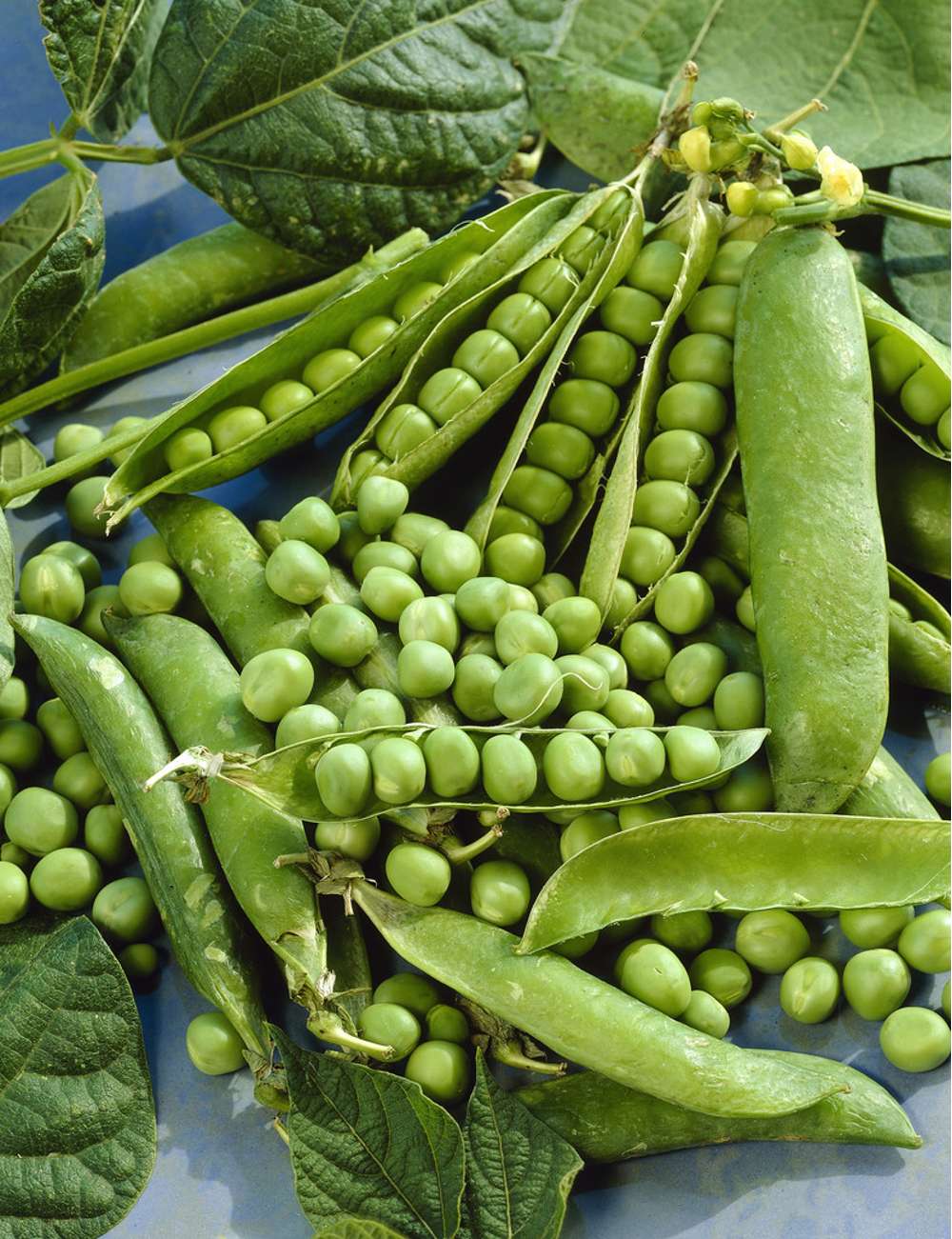 Ärta 'Kelvedon Wonder' (BIO frö)